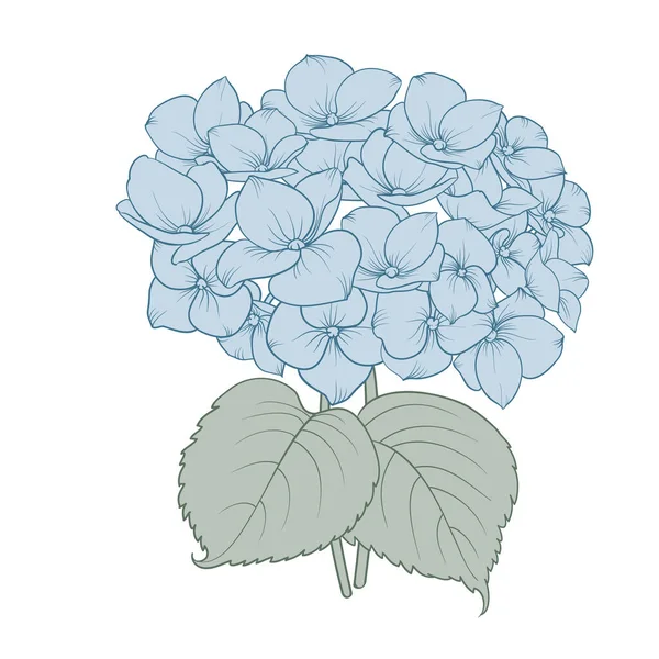 Fleurs Hortensias Bleues Découvrir Les Bouquets Floraux — Image vectorielle