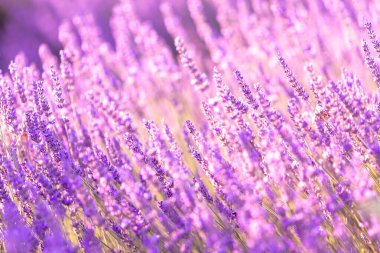 Gün batımında lavanta çalıları kapanır. Mor lavanta çiçeklerinin üzerinde gün batımı ışıldıyor. Fransa 'nın Kaynak Bölgesi