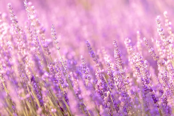 Lavendel Struiken Close Bij Zonsondergang Zonsondergang Glans Paarse Bloemen Van — Stockfoto