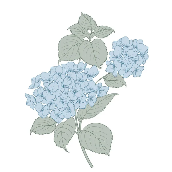 Blå Hortensior Blomma Skissera Blombuketter — Stock vektor