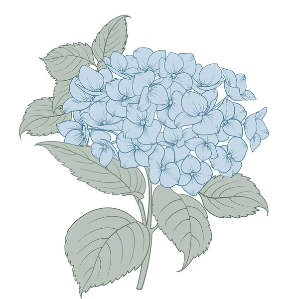 Niebieski Kwiat Hortensji Zarys Bukiety Kwiatowe — Wektor stockowy