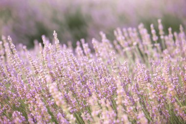 Gün batımında lavanta çalıları kapanır. Mor lavanta çiçeklerinin üzerinde gün batımı ışıldıyor. Fransa 'nın Kaynak Bölgesi