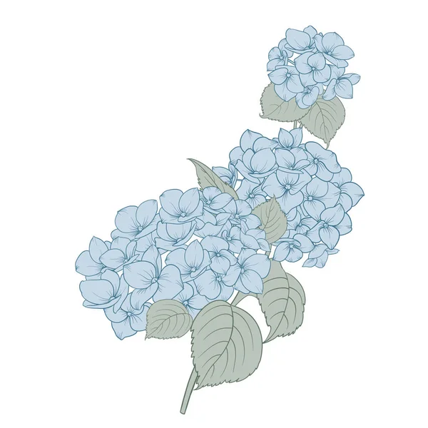 Single Hydrangeas White Background Vector Illustration — Stock Vector