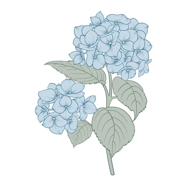 Hortensias Simples Sur Fond Blanc Illustration Vectorielle — Image vectorielle