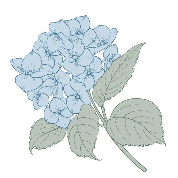Einzelne Hortensien Auf Weißem Hintergrund Vektorillustration — Stockvektor