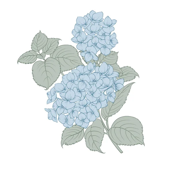 Hortensias Simples Sur Fond Blanc Illustration Vectorielle — Image vectorielle