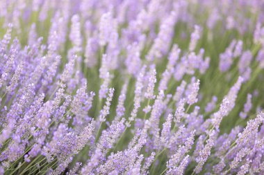 Gün batımında lavanta çalıları kapanır. Mor lavanta çiçeklerinin üzerinde gün batımı ışıldıyor. Fransa 'nın Kaynak Bölgesi