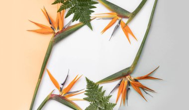 Canlı arkaplanda tropikal yapraklar. Düzleştirilmiş yaz kompozisyonu.