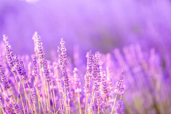 Lavendelsträucher Nahaufnahme Bei Sonnenuntergang Sonnenuntergang Schimmern Über Violetten Lavendelblüten Französische — Stockfoto