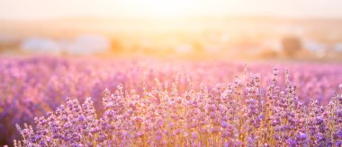 Gün batımında lavanta çalıları kapanır. Mor lavanta çiçeklerinin üzerinde gün batımı ışıldıyor. Fransa 'nın Kaynak Bölgesi