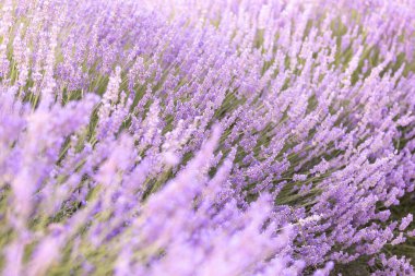 Gün batımında lavanta çalıları kapanır. Mor lavanta çiçeklerinin üzerinde gün batımı ışıldıyor. Fransa 'nın Kaynak Bölgesi