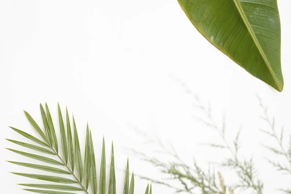Vista Superior Folhas Tropicais Fundo Vibrante Flat Lay Composição Verão — Fotografia de Stock