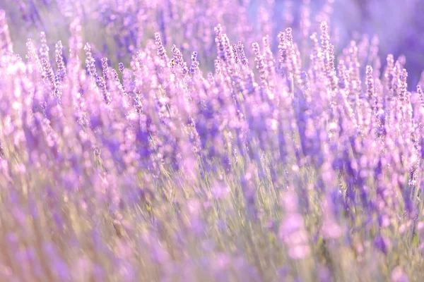 Lavender Bushes Closeup Sunset Sunset Gleam Purple Flowers Lavender Provence — Stock Photo, Image