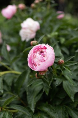 Bahçede taze şakayıklar