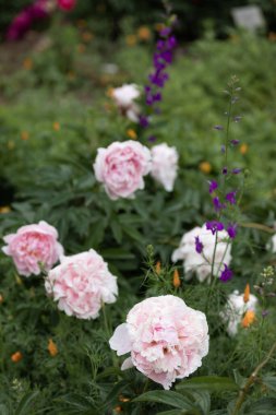 Bahçede taze şakayıklar