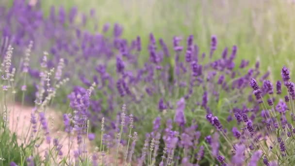 Lavendelveld Hoge Kwaliteit Fullhd Beeldmateriaal — Stockvideo