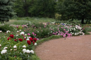 Bahçede taze şakayıklar