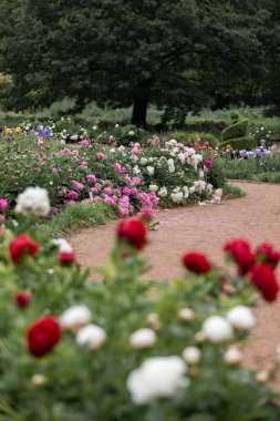 Bahçede taze şakayıklar