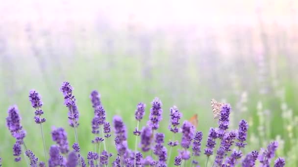 Lavender Field High Quality Fullhd Footage Video Clip