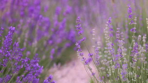 Lavender Field High Quality Fullhd Footage — Stock Video
