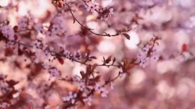 Mor kiraz çiçekleri mavi gökyüzüne karşı. Çiçek açan ağaç ve güneş ışığıyla güzel bir doğa sahnesi. Kiraz, sakura, kayısı, Badem ağaçları ve pembe bahar çiçekleri. Yüksek kalite FullHD