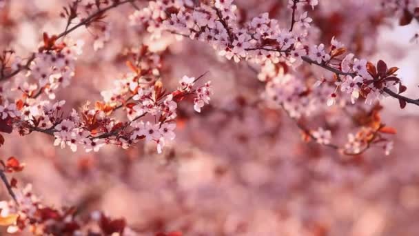 Spring Blossom Purple Sakura Blue Sky Beautiful Nature Scene Blooming Royalty Free Stock Video