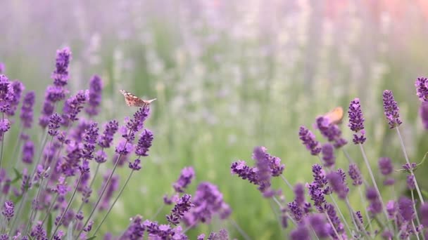 Lavender Field High Quality Fullhd Footage Royalty Free Stock Video