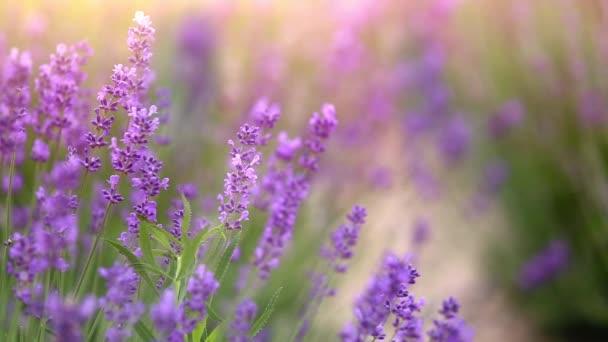 Lavender Field High Quality Fullhd Footage Royalty Free Stock Footage