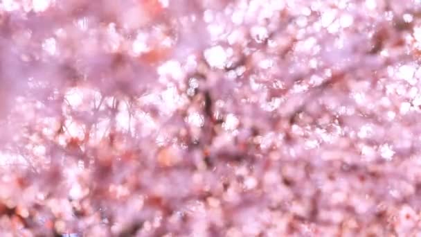 紫色的樱花在蓝天的映衬下绽放 美丽的自然景观 枝繁叶茂 阳光灿烂 樱桃树 樱桃树 还有粉色的春花 优质Fullhd — 图库视频影像