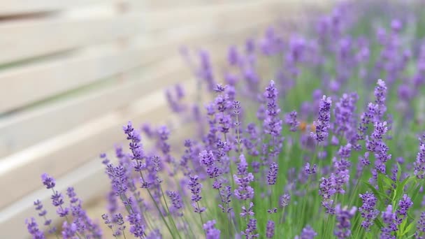 Lavender Field High Quality Fullhd Footage Stock Video