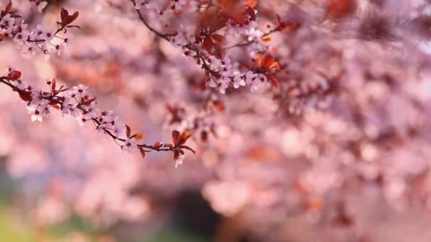 Wiosenny Kwiat Purpurowej Sakury Przeciwko Błękitnemu Niebu Piękna Scena Przyrodnicza — Wideo stockowe