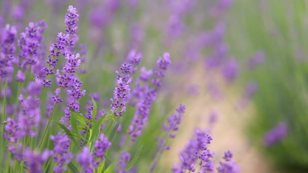 Lavender Field High Quality Fullhd Footage Royalty Free Stock Video