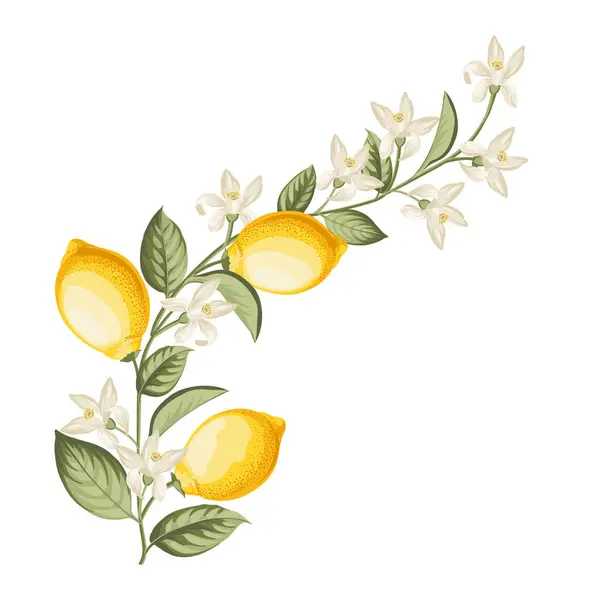 Ramo Limoni Sfondo Bianco — Vettoriale Stock