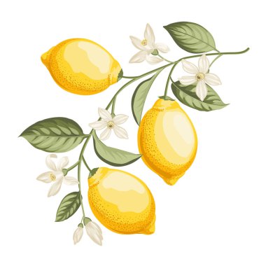 Beyaz arkaplanda limon dalı.