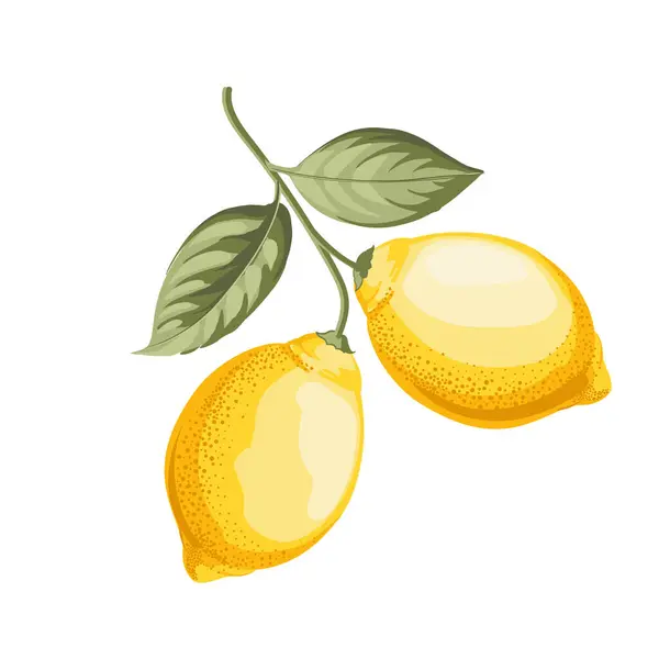Citroner Gren Vit Bakgrund — Stock vektor