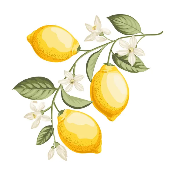 Ramo Limoni Sfondo Bianco — Vettoriale Stock