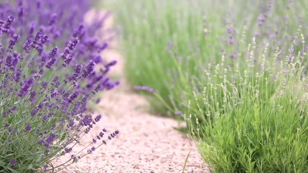 Lavender Field High Quality Fullhd Footage Royalty Free Stock Footage