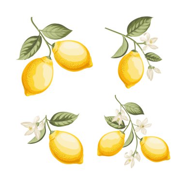 Beyaz arkaplanda farklı limonlar dizisi