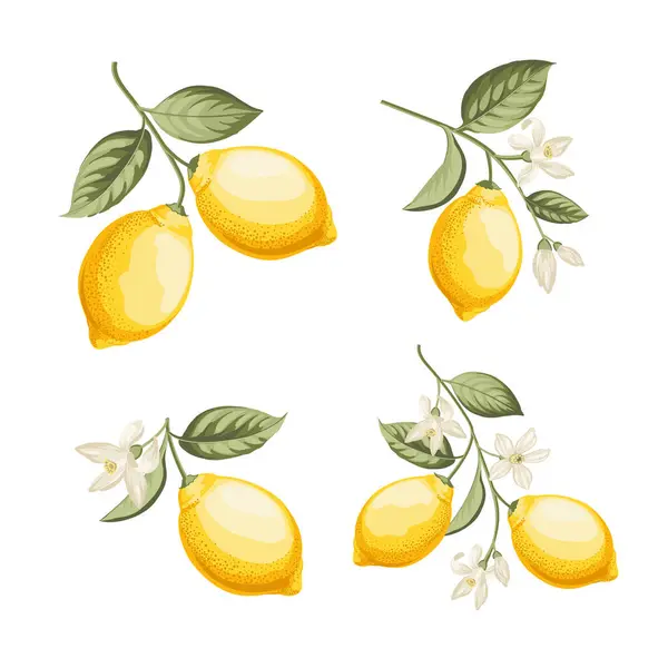 Conjunto Diferentes Limones Rama Sobre Fondo Blanco — Archivo Imágenes Vectoriales