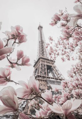 Eyfel Kulesi. Çiçekli manolya ağacı.