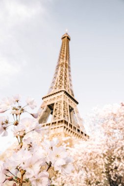 Eyfel Kulesi. Çiçekli sakura ağacı..