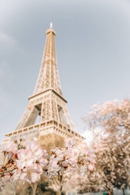 Eyfel Kulesi. Çiçekli sakura ağacı..