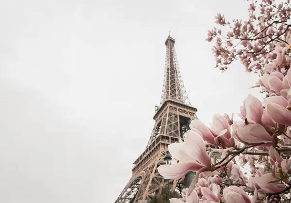 Eiffeltoren Bloeiende Magnolia Boom — Stockfoto