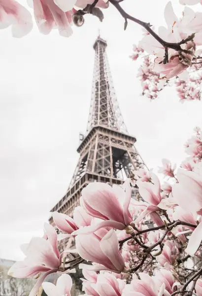 Eiffelovka Kvetoucí Magnólie — Stock fotografie