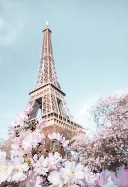 Eiffeltornet Blommande Sakuraträd — Stockfoto