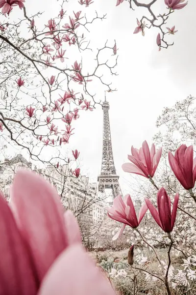 Tour Eiffel Magnolia Fleurs — Photo
