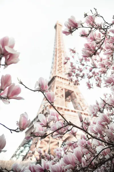 Eiffelturm Blühender Magnolienbaum — Stockfoto