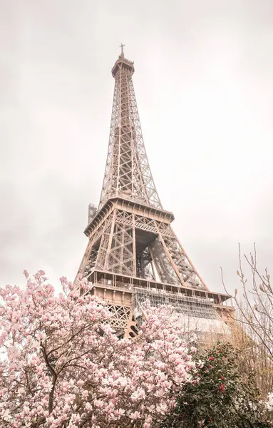 艾菲尔铁塔盛开的木兰花树 — 图库照片#