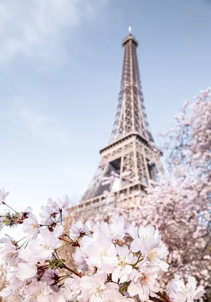 Torre Eiffel Árvore Sakura Florescente — Fotografia de Stock
