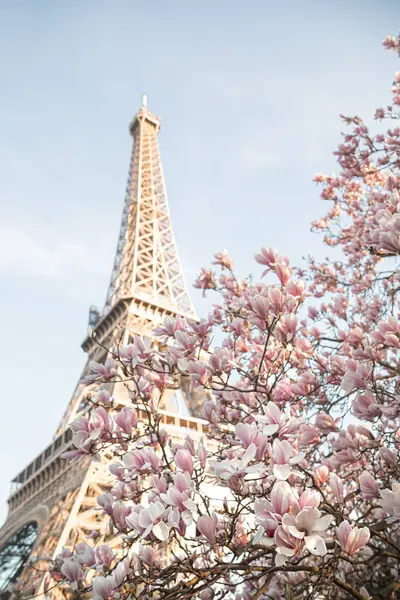 Eyfel Kulesi Çiçekli Manolya Ağacı — Stok fotoğraf